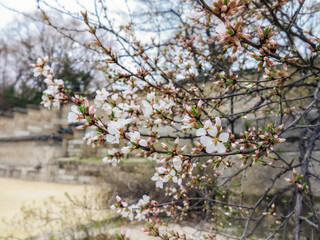 Blooming almond, cherry, sakura close-up. Inside the Gyeongbokgung Imperial Palace. Spring. Asia. Seoul. Korea. 