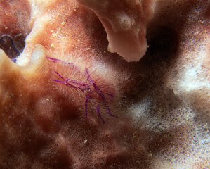 A Pink hairy squat lobster also known as Fairy crab Boracay Island Philippines