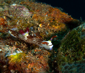 A Nembrotha Lineolata nudibranch crawling on a wreck Boracay Island Philippines