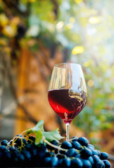 glass with red wine on a wooden barrel in the vineyard.