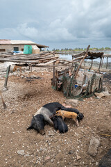 une truie allaite ses petits sur les rivages d l'île de Fadiouth au Sénégal en Afrique