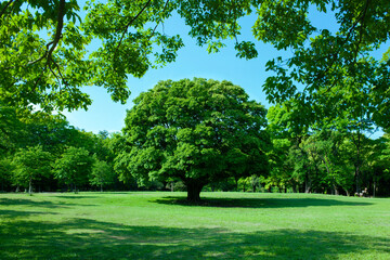 Green Tree in the Park