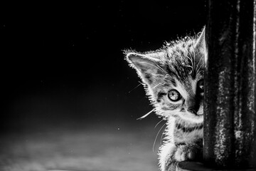 Portrait d'un adorable petit chaton rayé tigré aux yeux bleus	