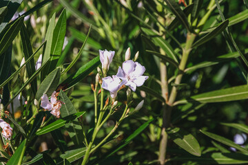 Oleander is white. Oleander is a decorative, flowering shrub with many white inflorescences. White...