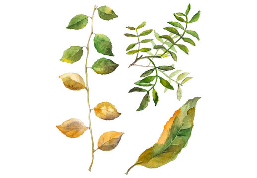 Abstract watercolor collection of autumn leaves. Hand drawn nature design elements isolated on white background.