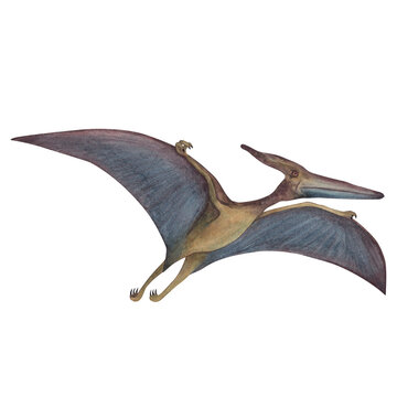 Pterodactyl. Dinosaur. Watercolor illustration isolated on a white background. Hand drawn