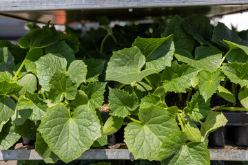 Green cucumber seedlings on a tray. Cucumber seedlings in seedling trays. A young cucumber seedling is ready to be planted in the ground from a garden tray. Cucumbers growing in a tray, close-up.