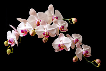 beautiful orchid flowers white background