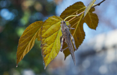 A grasshopper on a leaf