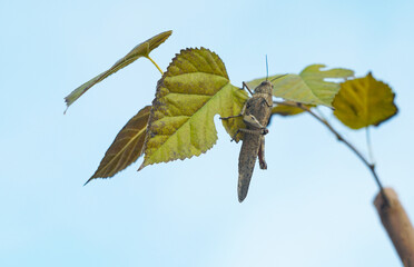 A grasshopper on a leaf