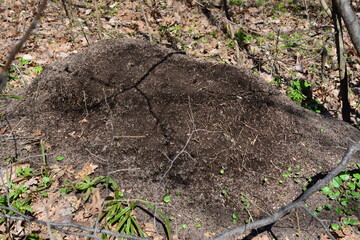 nest of the ants isolated on the ground with dry autumn leaves  