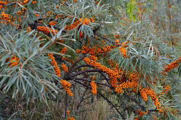 clusters of orange berries of sea buckthorn bush isolated on the branch close up