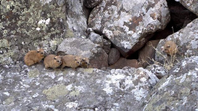 Family of Rock Hyrax (Procavia capensis) between basalt rocks in the Galilee