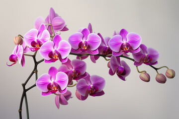 Fototapeta na wymiar beautiful orchid flowers white background