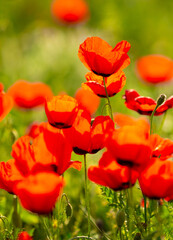 Fototapeta premium Spring, field of poppy flowers. The concept of the freshness of the morning nature. Spring landscape of red wildflowers. Beautiful landscape, pnorama long banner.