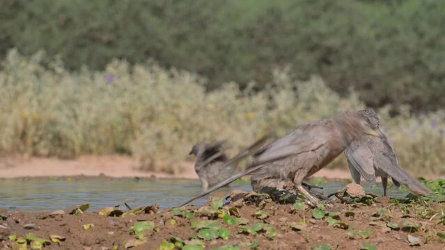 Arabian babblers (Argya squamiceps) taking a bath together