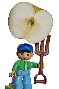 LEGO Duplo toy figure of smiling farmer boy in blue baseball cap holding giant sliced apple nailed on agricultural fork above his head, white background. 