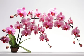Schilderijen op glas beautiful orchid flowers white background © Robin