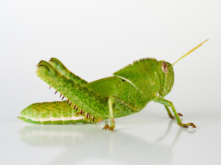 Stunning green grasshopper on a white background. African species, with thorns on its legs. Incredible details. Acanthacris ruficornis