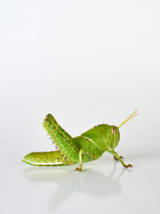 Fototapeta premium Stunning green grasshopper on a white background. African species, with thorns on its legs. Incredible details. Acanthacris ruficornis