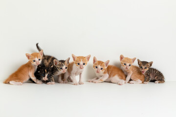 A group of kittens on a white background. Group of kittens. Group of cats.