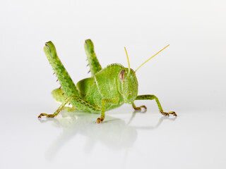 Stunning green grasshopper on a white background. African species, with thorns on its legs. Incredible details. Acanthacris ruficornis