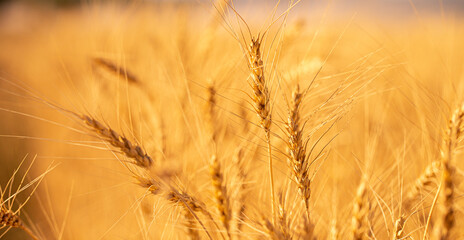 Wheat field on a sunny day. Grain farming, ears of wheat close-up. Agriculture, growing food products.