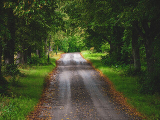 Fototapeta premium Empty road amidst trees in forest