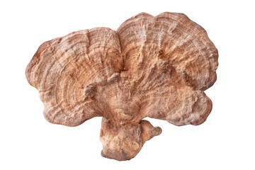 Big useful dry reishi mushroom isolated on white background with clipping path Chinese medicine mushroom