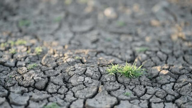desolate land or dry areas have little green plant growth up, new hopes and encouragement