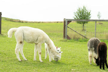 alpaka mutter kind familie lama