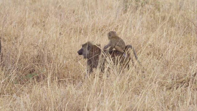 Young Olive baboon on the back of its mother, Lake Manyara National Park