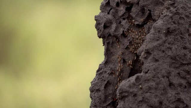 Termite walking in their mound