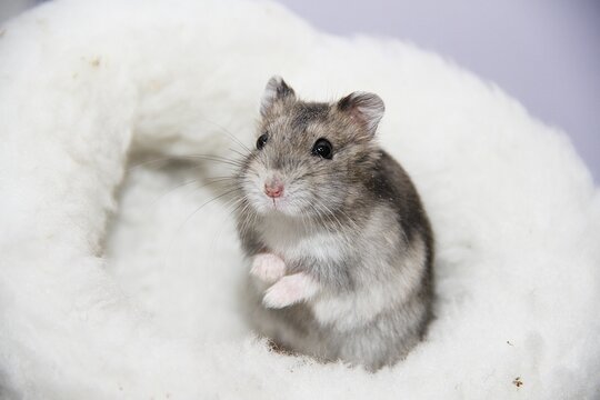 Dsungarischer Zwerghamster, Phodopus dsungorus, s&uuml;&szlig;er Hamster, Haustier