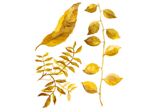 Abstract watercolor collection of autumn leaves. Hand drawn nature design elements isolated on white background.