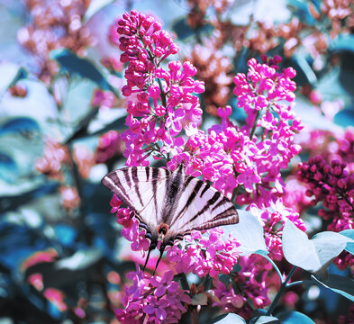 Butterfly machaon at the purple lilac