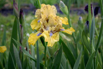 
Yellow Iris flower surrounded by green leaves