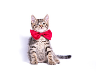 tabby kitten with a big red bow on her neck sitting on a white background