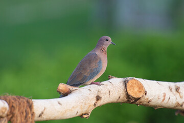 Laughing dove perched on wooden fence