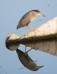 Black-crowned night heron perched on rudder of boat