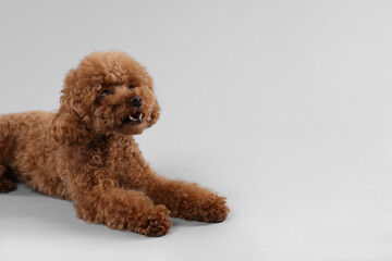 Cute Maltipoo dog on light grey background, space for text. Lovely pet