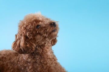 Cute Maltipoo dog on light blue background, space for text. Lovely pet