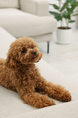 Cute Maltipoo dog resting on comfortable sofa at home. Lovely pet
