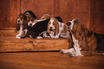 many Basset puppies and adult dogs on a brown leather sofa. Group of hunting dogs in a stylish...