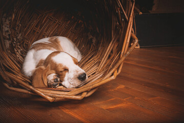 One Basset puppy on a brown leather sofa in an expensive wooden office. Basset in a stylish interior in retro vintage style