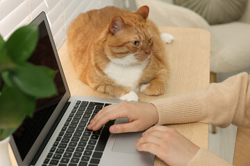Fototapeta premium Woman working with laptop at home, closeup. Cute cat lying on wooden desk near owner