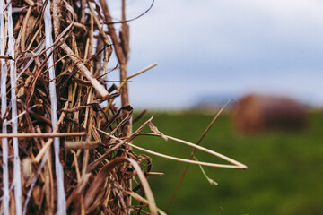 Closeup of a hay Bale