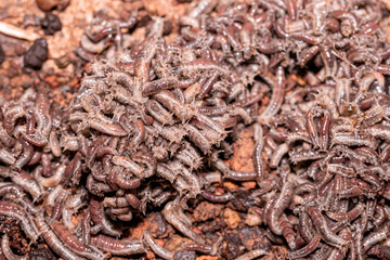 Lucilia sinensis larva army, immature stages of blow fly (Diptera: Calliphoridae). A forensic investigators to determine the time of death in forensic science