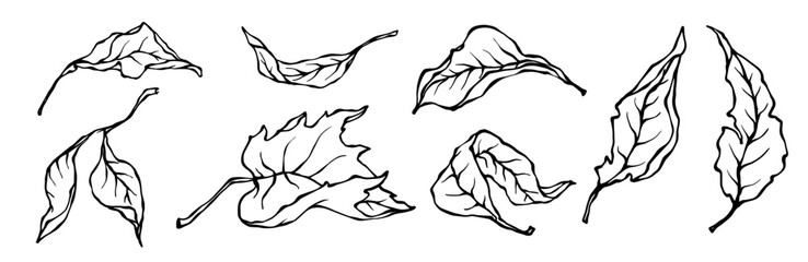 Set of linear sketches of autumn leaves.Vector graphics.