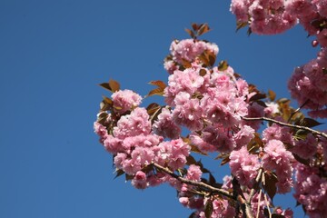 Beautiful sakura tree with pink flowers growing against blue sky, low angle view. Space for text - Powered by Adobe